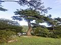 화암 당산제 제2당산 소나무 썸네일 이미지