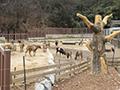 우치공원 동물원 캥거루사 썸네일 이미지
