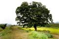 푸세울 느티나무 썸네일 이미지