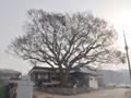 귀산리 심산 둥구나무 썸네일 이미지